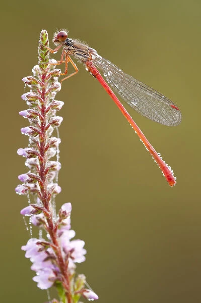 Small red damselfly {Ceriagrion tenellum} resting on willow herb flower spike, covered