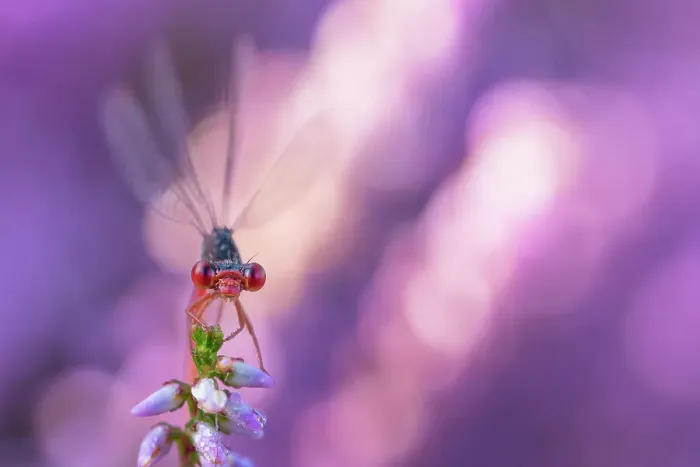 Framed Print : Small red damselfly (Ceriagrion tenellum) resting on Heather flower. The Netherlands. August Framed Print : Small red damselfly (Ceriagrion tenellum) resting on Heather flower. The Netherlands. August