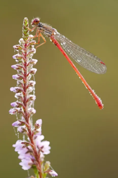 Framed Print : Small red damselfly {Ceriagrion tenellum} resting on willow herb flower spike, covered Framed Print : Small red damselfly {Ceriagrion tenellum} resting on willow herb flower spike, covered