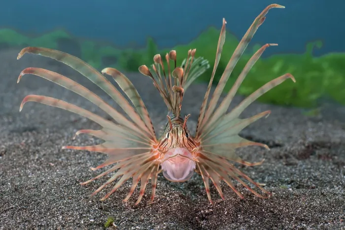 Framed Print : A small Red lionfish (Pterois volitans) with its mouth wide open in a defensive posture, Bali, Pacific Ocean Framed Print : A small Red lionfish (Pterois volitans) with its mouth wide open in a defensive posture, Bali, Pacific Ocean