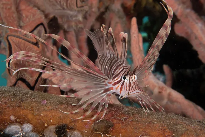 Framed Print : A small Russell's lionfish (Pterois russelii) portrait, Bali, Pacific Ocean Framed Print : A small Russell's lionfish (Pterois russelii) portrait, Bali, Pacific Ocean