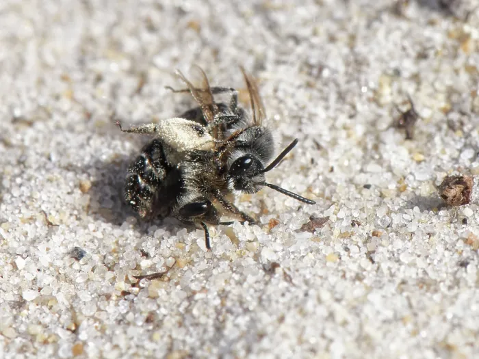 Framed Print : Two Small sandpit mining bees (Andrena argentata) Framed Print : Two Small sandpit mining bees (Andrena argentata)