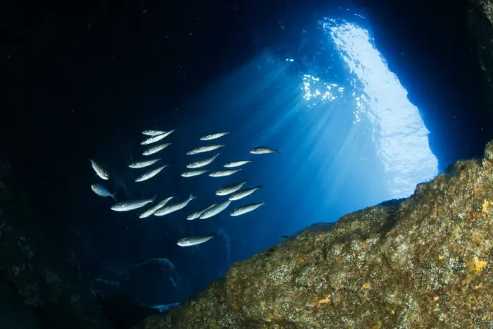 Framed Print : Small sardine shoal inside the Gruta Azul dive site, eastern coast of Santa Maria Island Framed Print : Small sardine shoal inside the Gruta Azul dive site, eastern coast of Santa Maria Island