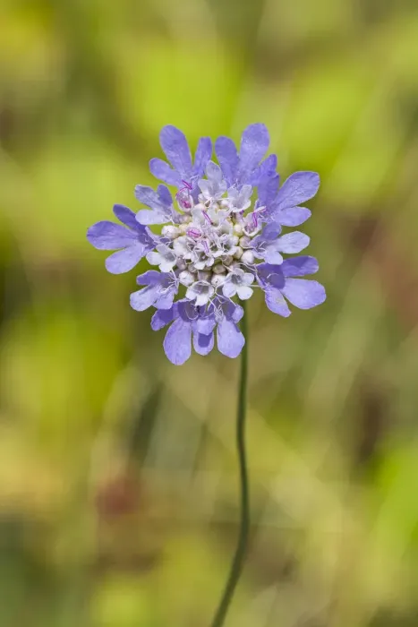 Framed Print : Small Scabious (Scabiosa columbaria) Hutchinsons Bank, New Addington, Croydon