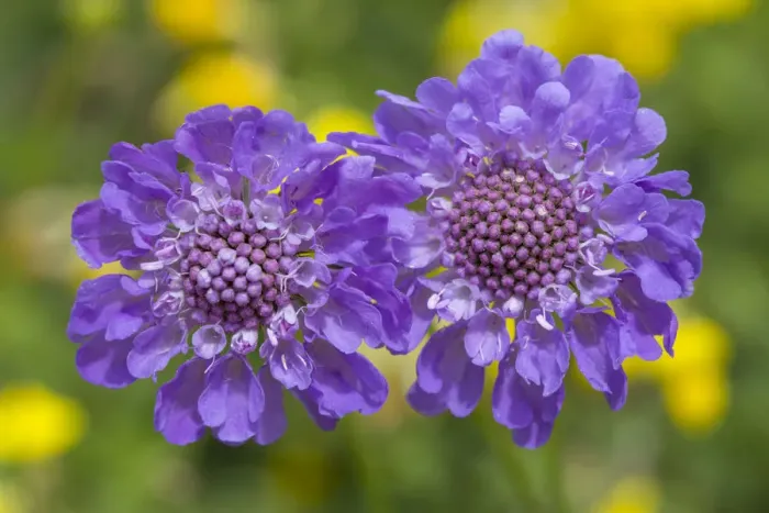 Framed Print : Small scabious (Scabiosa columbaria) Nordtirol, Austrian Alps, June Framed Print : Small scabious (Scabiosa columbaria) Nordtirol, Austrian Alps, June