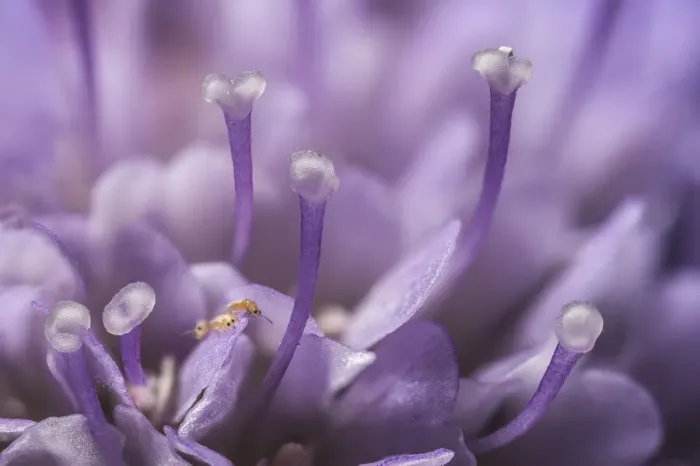 Framed Print : Small scabious (Scabiosa columbaria) with three tiny (1mm) Thrips (Order Thysanoptera Framed Print : Small scabious (Scabiosa columbaria) with three tiny (1mm) Thrips (Order Thysanoptera