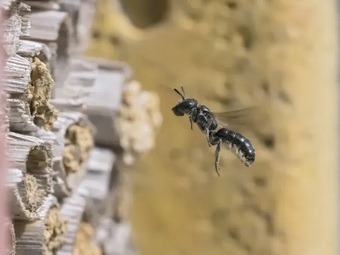 Framed Print : Small scissor bee (Chelostoma campanularum) In flight approaching garden bee hotel Framed Print : Small scissor bee (Chelostoma campanularum) In flight approaching garden bee hotel