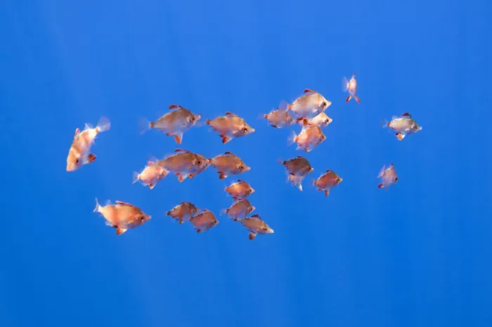 Framed Print : Small shoal of Boarfish (Capros aper) Pico, Azores, Portugal, June 2009 Framed Print : Small shoal of Boarfish (Capros aper) Pico, Azores, Portugal, June 2009
