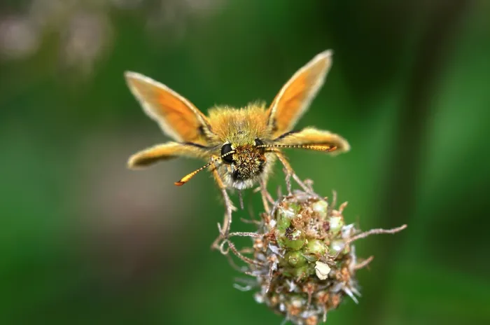 Framed Print : Small skipper butterfly (Thymelicus sylvestris) resting on flower head, Kingcombe Meadows Nature Reserve, Dorset, England, UK. July Framed Print : Small skipper butterfly (Thymelicus sylvestris) resting on flower head, Kingcombe Meadows Nature Reserve, Dorset, England, UK. July