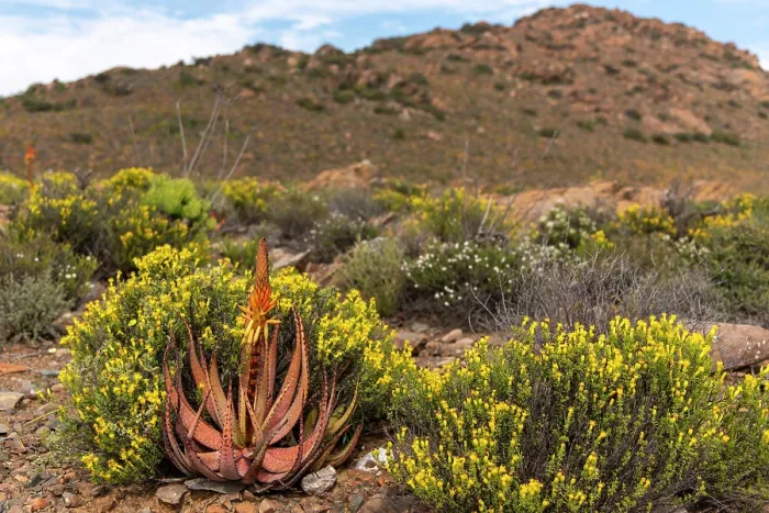 Framed Print : Small spotted aloe (Aloe microstigma) among flowering desert plants, Central Karoo, Cape Province, South Africa. August Framed Print : Small spotted aloe (Aloe microstigma) among flowering desert plants, Central Karoo, Cape Province, South Africa. August