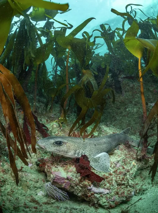 Framed Print : Small-spotted catshark (Scyliorhinus canicula) resting on a rocky reef beneath the protection of a Kelp forest (Laminaria Hyperborea), Lizard Peninsula, Cornwall, UK Framed Print : Small-spotted catshark (Scyliorhinus canicula) resting on a rocky reef beneath the protection of a Kelp forest (Laminaria Hyperborea), Lizard Peninsula, Cornwall, UK