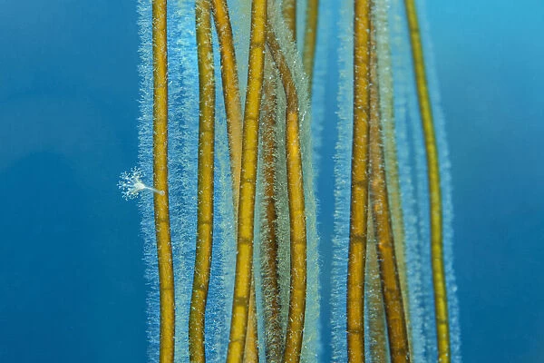 Small Stalked jellyfish (Calvadosia sp. ) attached to Bootlace weed  /  Mermaid