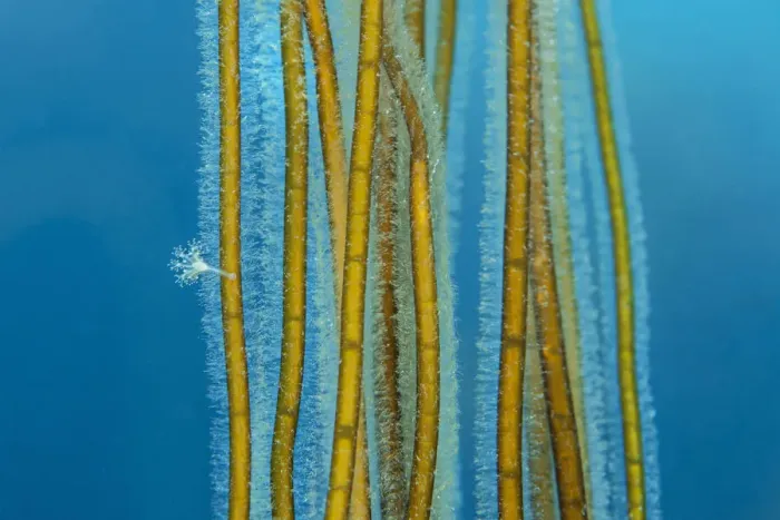 Framed Print : Small Stalked jellyfish (Calvadosia sp. ) attached to Bootlace weed / Mermaid Framed Print : Small Stalked jellyfish (Calvadosia sp. ) attached to Bootlace weed / Mermaid
