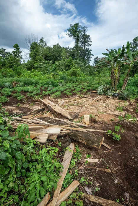 Framed Print : A small timber processing area on a farm near the Koarare Community, Kolombangara Island, Western Province, Solomon Islands. July, 2023 Framed Print : A small timber processing area on a farm near the Koarare Community, Kolombangara Island, Western Province, Solomon Islands. July, 2023