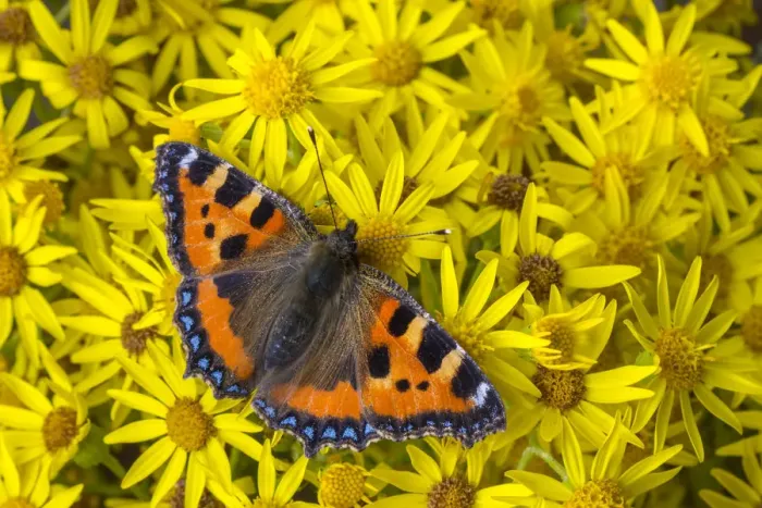 Framed Print : Small tortoiseshell (Aglais urticae) feeding on Common ragwort (Senecio jacobaea) Framed Print : Small tortoiseshell (Aglais urticae) feeding on Common ragwort (Senecio jacobaea)