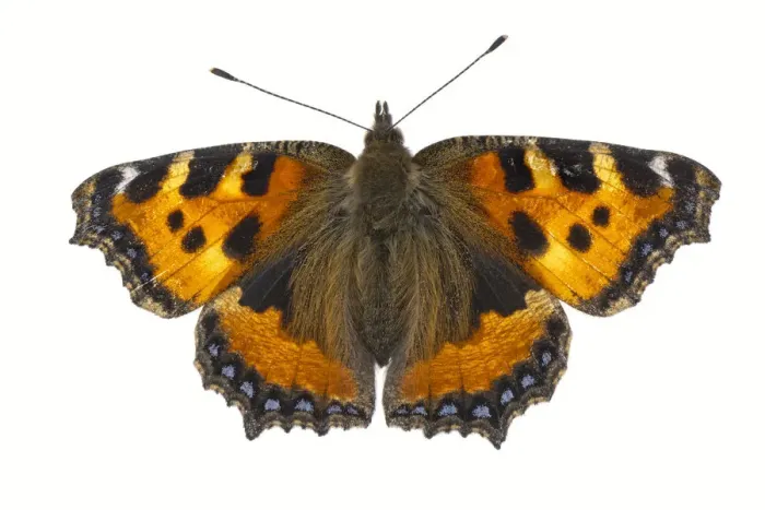 Framed Print : Small tortoiseshell butterfly (Aglais urticae), Lorsch, Hessen, Germany. June. Meetyourneighbours Framed Print : Small tortoiseshell butterfly (Aglais urticae), Lorsch, Hessen, Germany. June. Meetyourneighbours
