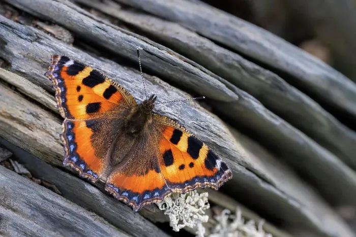 Framed Print : Small tortoiseshell butterfly (Aglais urticae) basking on Cornish slate wall, Crantock, Cornwall, UK. June Framed Print : Small tortoiseshell butterfly (Aglais urticae) basking on Cornish slate wall, Crantock, Cornwall, UK. June