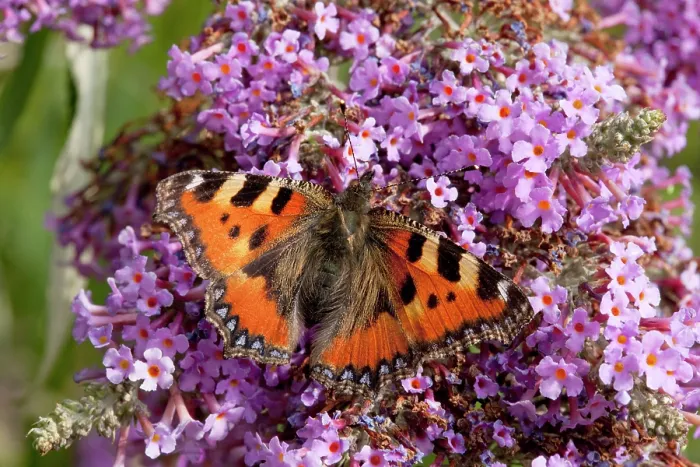 Framed Print : Small tortoiseshell butterfly (Aglais urticae) on Buddleia flower, La Seigneurie Gardens, Sark, Channel Islands. August Framed Print : Small tortoiseshell butterfly (Aglais urticae) on Buddleia flower, La Seigneurie Gardens, Sark, Channel Islands. August