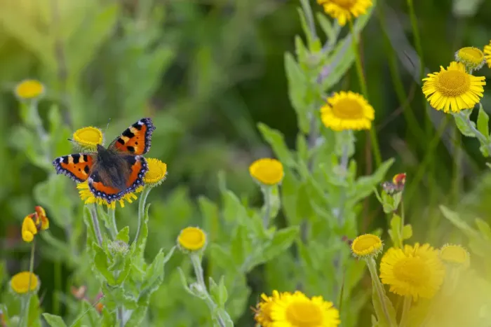 Framed Print : Small Tortoiseshell Butterfly (Aglais urticae) feeding on Common fleabane (Pulicaria Framed Print : Small Tortoiseshell Butterfly (Aglais urticae) feeding on Common fleabane (Pulicaria