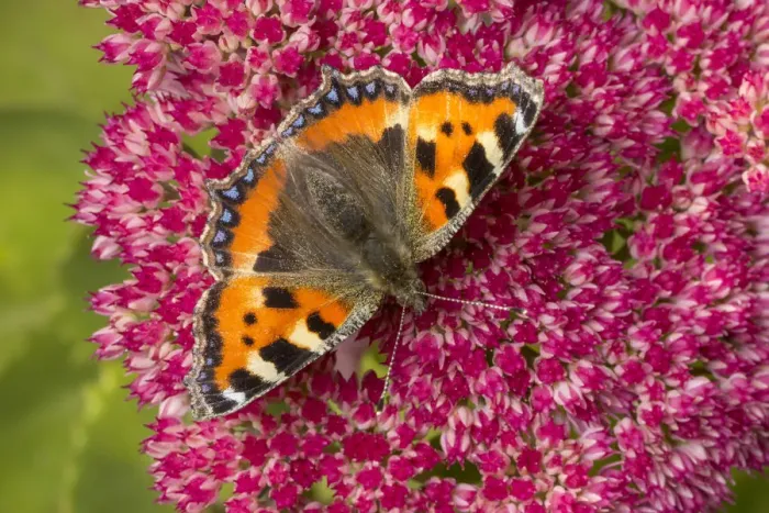 Framed Print : Small tortoiseshell butterfly (Aglais urticae) feeding on Ice plant (Sedum sp. ) Framed Print : Small tortoiseshell butterfly (Aglais urticae) feeding on Ice plant (Sedum sp. )