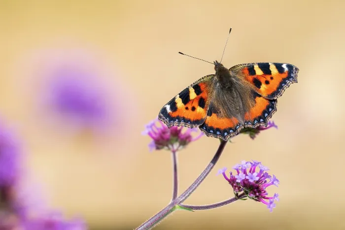 Framed Print : Small tortoiseshell butterfly (Aglais urticae) nectaring on Verbena (Verbena sp.) flower, Cornwall, England, UK. August Framed Print : Small tortoiseshell butterfly (Aglais urticae) nectaring on Verbena (Verbena sp.) flower, Cornwall, England, UK. August