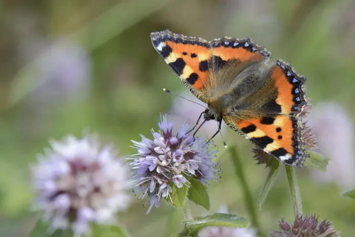 Framed Print : Small tortoiseshell butterfly (Aglais urticae) nectaring on Water mint (Mentha aquatica) Framed Print : Small tortoiseshell butterfly (Aglais urticae) nectaring on Water mint (Mentha aquatica)
