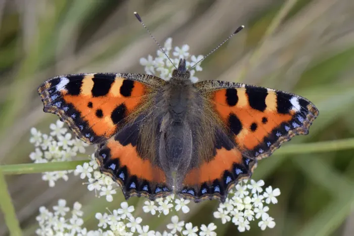 Framed Print : Small tortoiseshell butterfly (Aglais urticae) portrait on Umbel flowers, Wiltshire, UK, August Framed Print : Small tortoiseshell butterfly (Aglais urticae) portrait on Umbel flowers, Wiltshire, UK, August
