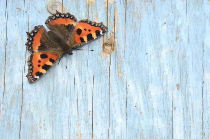 Framed Print : Small tortoiseshell butterfly (Aglais urticae) resting on old painted door. Dorset Framed Print : Small tortoiseshell butterfly (Aglais urticae) resting on old painted door. Dorset
