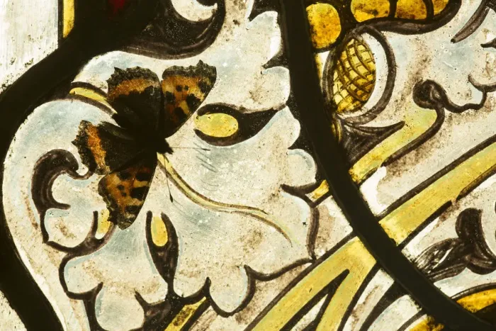 Framed Print : Small tortoishell butterfly (Aglais urticae) on a stained glass window of church Framed Print : Small tortoishell butterfly (Aglais urticae) on a stained glass window of church