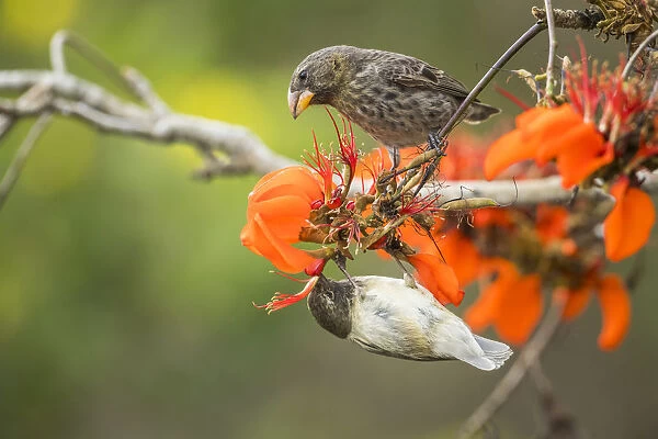 Small tree finch (Camarhynchus parvulus) hanging upside down and feeding from flower