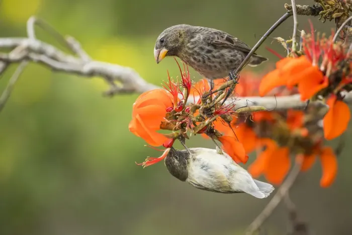 Framed Print : Small tree finch (Camarhynchus parvulus) hanging upside down and feeding from flower