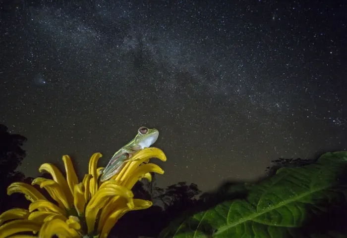 Framed Print : Small tree frog (Rhacophorus lateralis) at night under starry sky, Western Ghats Framed Print : Small tree frog (Rhacophorus lateralis) at night under starry sky, Western Ghats