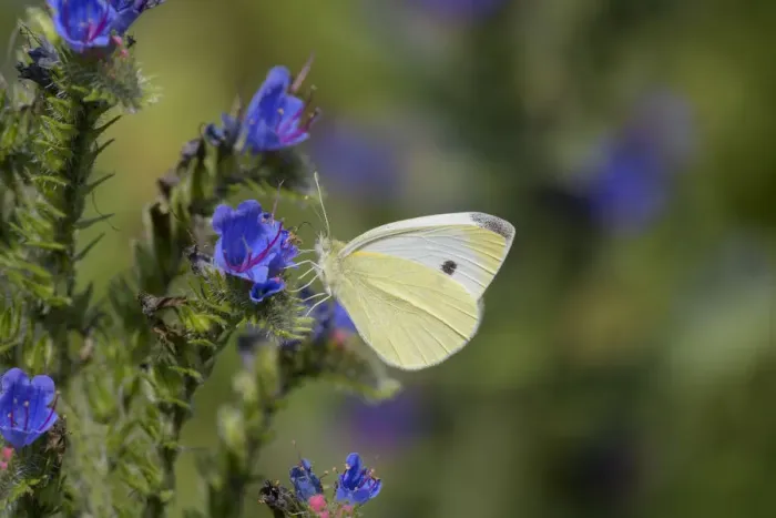 Framed Print : Small white butterfly (Pieris rapae) on vipers bugloss (Echium vulgare). Kent, UK Framed Print : Small white butterfly (Pieris rapae) on vipers bugloss (Echium vulgare). Kent, UK
