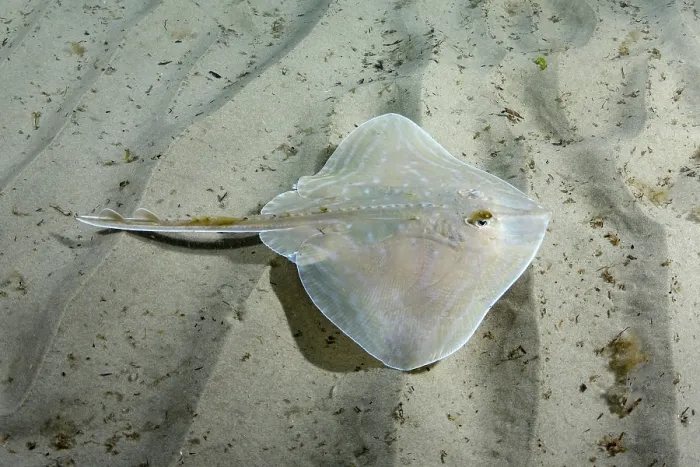 Framed Print : Smalleyed skate (Raja microocellata) juvenile, swimming over sandy seabed, Weymouth Bay, Dorset, England, UK, Atlantic Ocean Framed Print : Smalleyed skate (Raja microocellata) juvenile, swimming over sandy seabed, Weymouth Bay, Dorset, England, UK, Atlantic Ocean