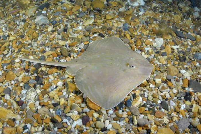 Framed Print : Smalleyed skate (Raja microocellata) juvenile, swimming over seabed, Weymouth Bay, Dorset, England, UK, Atlantic Ocean Framed Print : Smalleyed skate (Raja microocellata) juvenile, swimming over seabed, Weymouth Bay, Dorset, England, UK, Atlantic Ocean