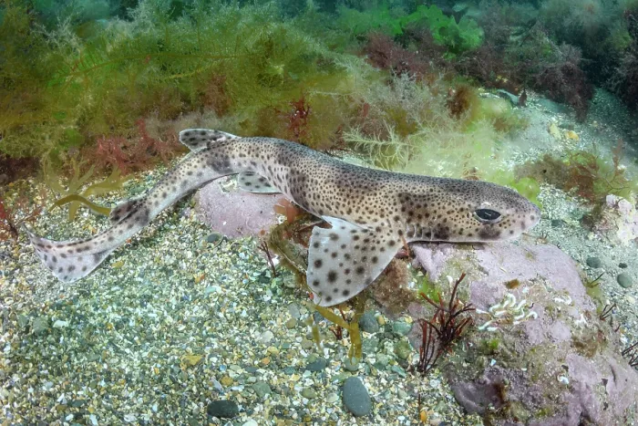 Framed Print : Smallspotted catshark (Scyliorhinus canicula) resting on seabed, Llyn Peninsula, Wales, UK, North Atlantic Ocean Framed Print : Smallspotted catshark (Scyliorhinus canicula) resting on seabed, Llyn Peninsula, Wales, UK, North Atlantic Ocean