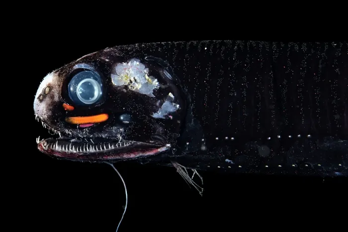 Framed Print : Smalltooth dragonfish (Pachystomias microdon) portrait, showing barbel and bioluminescence. One of the three deep-sea fish capable of producing red light bioluminescence Framed Print : Smalltooth dragonfish (Pachystomias microdon) portrait, showing barbel and bioluminescence. One of the three deep-sea fish capable of producing red light bioluminescence