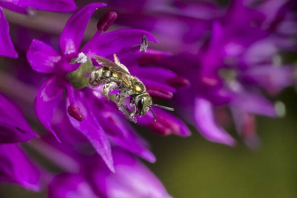 Smeathmans furrow bee (Lasioglossum smeathmanellum) feeding on Allium flower. Monmouthshire