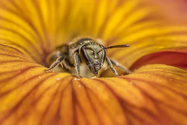 Smeathmans furrow bee (Lasioglossum smeathmanellum), feeding on Wallflower (Erysimum sp
