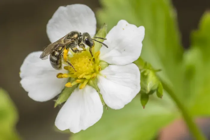 Framed Print : Smeathmans furrow bee (Lasioglossum smeathmanellum), feeding on wild alpine strawberry Framed Print : Smeathmans furrow bee (Lasioglossum smeathmanellum), feeding on wild alpine strawberry