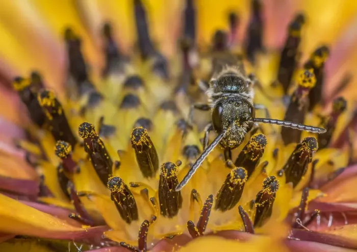 Framed Print : Smeathmans furrow bee (Lasioglossum smeathmanellum Framed Print : Smeathmans furrow bee (Lasioglossum smeathmanellum