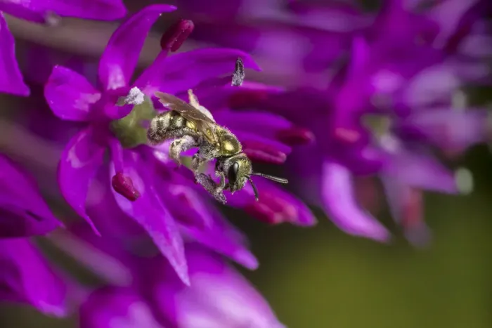 Framed Print : Smeathmans furrow bee (Lasioglossum smeathmanellum) feeding on Allium flower. Monmouthshire Framed Print : Smeathmans furrow bee (Lasioglossum smeathmanellum) feeding on Allium flower. Monmouthshire