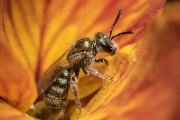 Framed Print : Smeathmans furrow bee (Lasioglossum smeathmanellum) feeding on Wallflower (Erysimum sp Framed Print : Smeathmans furrow bee (Lasioglossum smeathmanellum) feeding on Wallflower (Erysimum sp