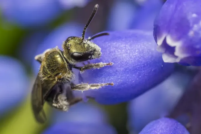 Framed Print : Smeathmans furrow bee (Lasioglossum smeathmanellum) visiting Grape hyacinth (Muscari sp Framed Print : Smeathmans furrow bee (Lasioglossum smeathmanellum) visiting Grape hyacinth (Muscari sp