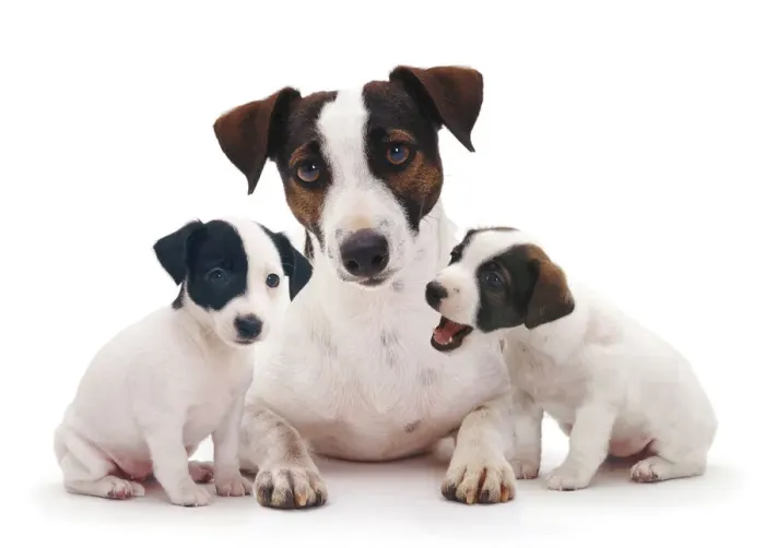 Framed Print : Smooth coated Jack Russell Terrier, black, tan and white, female with two 8 week puppies Framed Print : Smooth coated Jack Russell Terrier, black, tan and white, female with two 8 week puppies