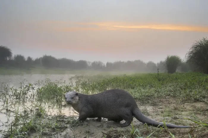 Framed Print : Smooth-coated otter (Lutrogalle perspicillate) about to enter a marsh at dawn, Dudhwa National Park Framed Print : Smooth-coated otter (Lutrogalle perspicillate) about to enter a marsh at dawn, Dudhwa National Park