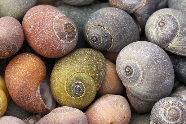 Smooth  /  Flat periwinkle {Littorina littoralis} shells, UK