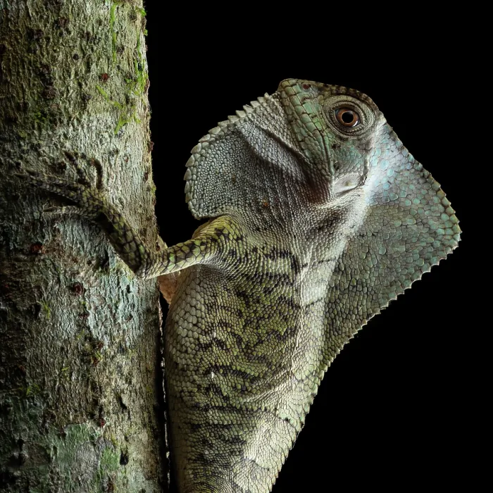 Framed Print : Smooth helmeted iguana (Corytophanes cristatus) resting on tree at night, Yucatan Peninsula, Mexico