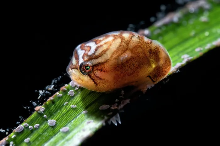 Framed Print : Smooth lumpsucker (Aptocyclus ventricosus) juvenile, resting on a blade of seagrass, Hokkaido, Japan, Pacific Ocean Framed Print : Smooth lumpsucker (Aptocyclus ventricosus) juvenile, resting on a blade of seagrass, Hokkaido, Japan, Pacific Ocean
