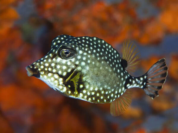 Smooth Trunkfish (Lactophrys triqueter), with hard protective shell of fused scale secreting toxins, Dominica, Eastern Caribbean